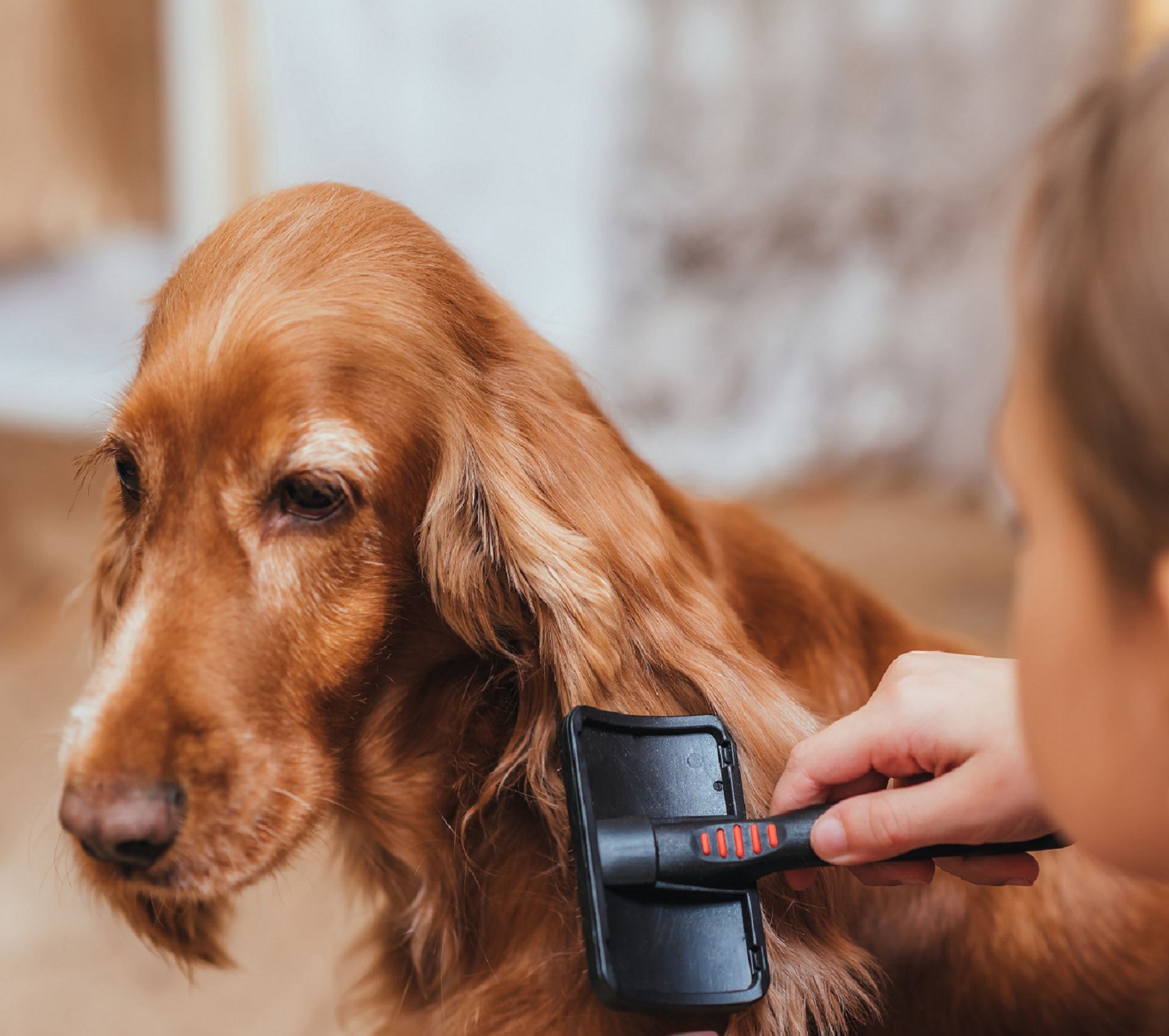 brosse chien